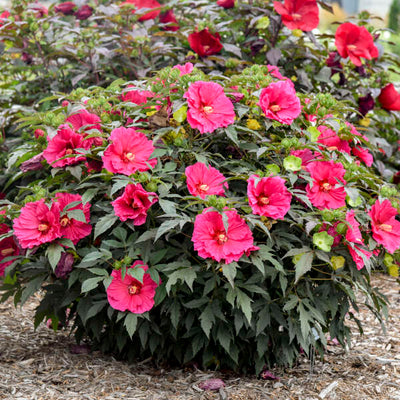 Hibiscus 'Watermelon Ruffles' Photo credit & courtesy of Walters Gardens, Inc.
