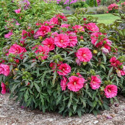 Hibiscus 'Watermelon Ruffles' Photo credit & courtesy of Walters Gardens, Inc.
