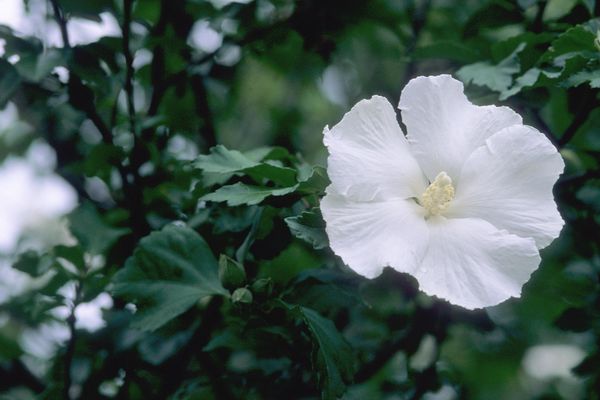 Hibiscus 'Diana' Photo credit & courtesy  of Bailey Nurseries