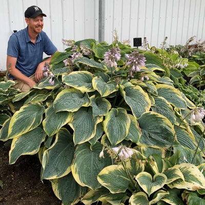 Hosta 'Gigantosaurus' Photo credit & courtesy of Walters Gardens, Inc.