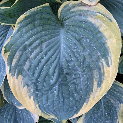 Hosta 'Gigantosaurus' Photo credit & courtesy of Walters Gardens, Inc.