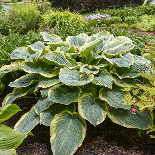 Hosta 'Gigantosaurus' Photo credit & courtesy of Walters Gardens, Inc.