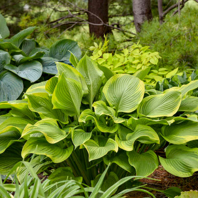 Hosta 'Lone Star Photo credit & courtesy of Walters Gardens, Inc.
