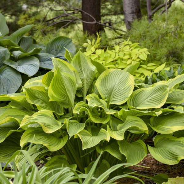 Hosta 'Lone Star Photo credit & courtesy of Walters Gardens, Inc.