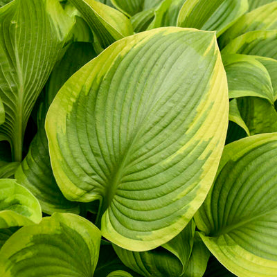 Hosta 'Lone Star Photo credit & courtesy of Walters Gardens, Inc.
