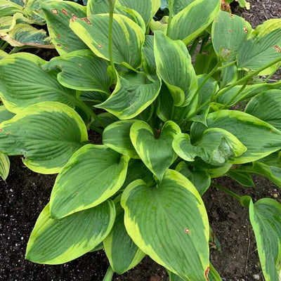 Hosta 'Lone Star', 1 gallon