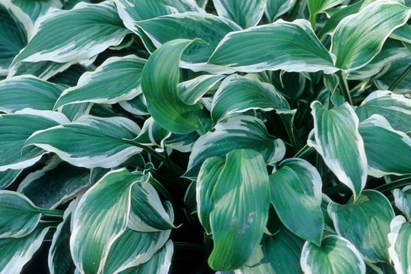 Hosta 'Albomarginata'&nbsp;Photo credit &amp; courtesy of Bailey Nursery