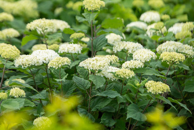 Hydrangea Flowerful Photo courtesy of Bailey Nurseries
