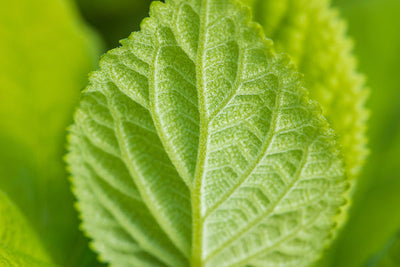 Hydrangea Flowerful Photo courtesy of Bailey Nurseries