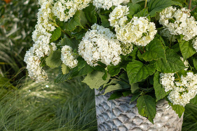 Hydrangea Flowerful Photo courtesy of Bailey Nurseries