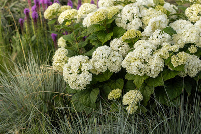 Hydrangea Flowerful Photo courtesy of Bailey Nurseries