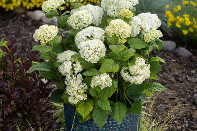 Hydrangea Flowerful Photo courtesy of Bailey Nurseries