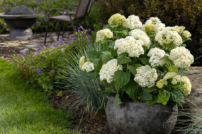 Hydrangea Flowerful Photo courtesy of Bailey Nurseries