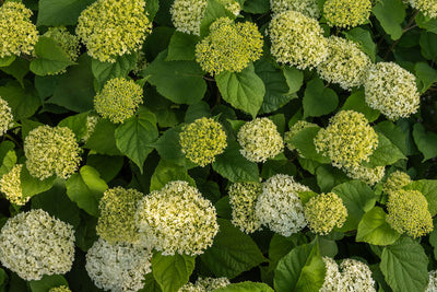 Hydrangea Flowerful Photo courtesy of Bailey Nurseries