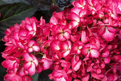 Hydrangea Eclipse® Photo credit & courtesy of Bailey Nursery