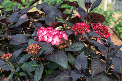 Hydrangea Eclipse® Photo credit & courtesy of Bailey Nursery