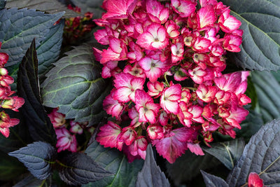 Hydrangea Eclipse® Photo credit & courtesy of Bailey Nursery