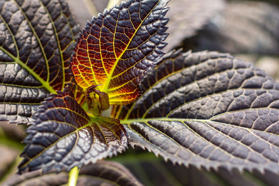 Hydrangea Eclipse® Photo credit & courtesy of Bailey Nursery