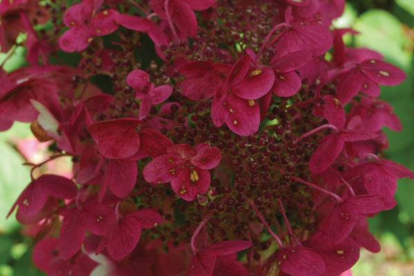 Hydrangea Fire & Ice-Tree Form | Photo courtesy of Bailey Nurseries Inc