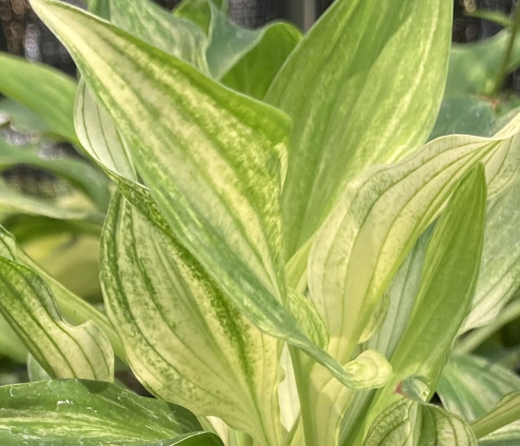 hosta white feather plantain lily Hosta 'White Feather' for sale