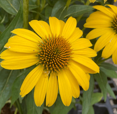 Echinacea 'Sombrero Lemon Yellow' | Shop Stuart's