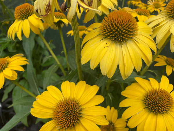 Echinacea 'Sombrero Lemon Yellow' | Shop Stuart's