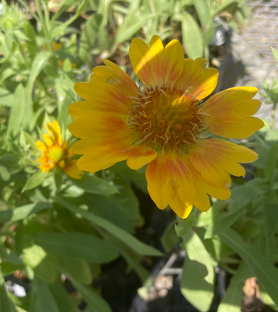 Gaillardia 'Mesa Peach' | Shop Stuart's