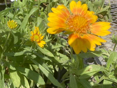 Gaillardia 'Mesa Peach' | Shop Stuart's