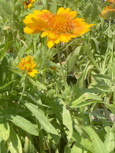 Gaillardia 'Mesa Peach' | Shop Stuart's