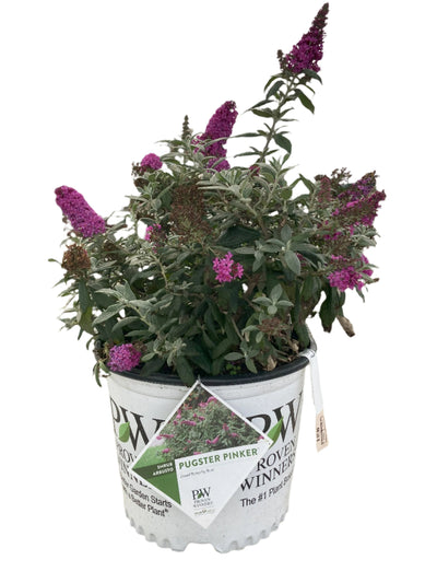 Buddleia 'Pugster® Pinker' For Sale | Shop Stuart's