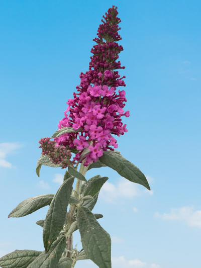 Buddleia 'Pugster® Pinker' For Sale | Shop Stuart's