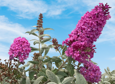 Buddleia 'Pugster® Pinker' For Sale | Shop Stuart's