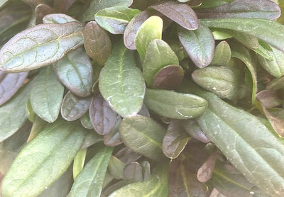 Ajuga Chocolate Chip For Sale | Shop Stuart's