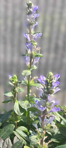 Ajuga Chocolate Chip For Sale | Shop Stuart's