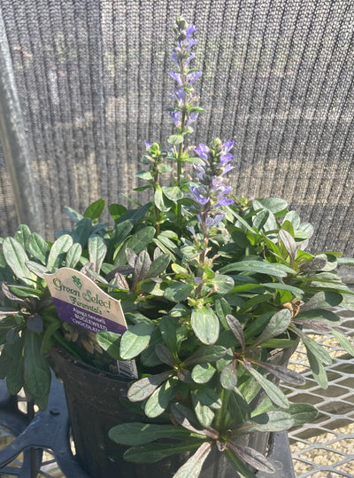 Ajuga Chocolate Chip For Sale | Shop Stuart's