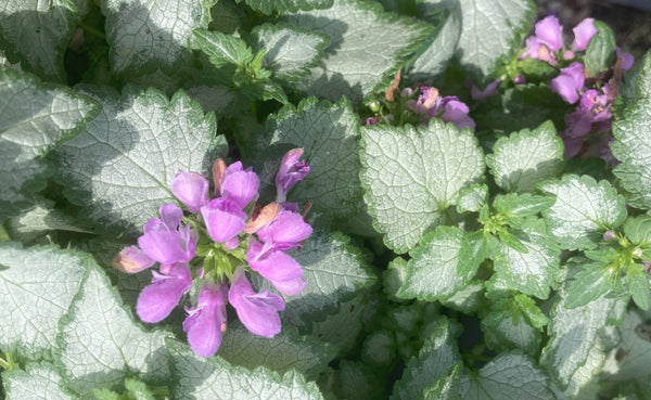 Lamium "Orchid Frost" For Sale | Shop Stuart's