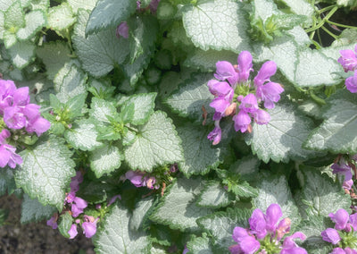 Lamium "Orchid Frost" For Sale | Shop Stuart's