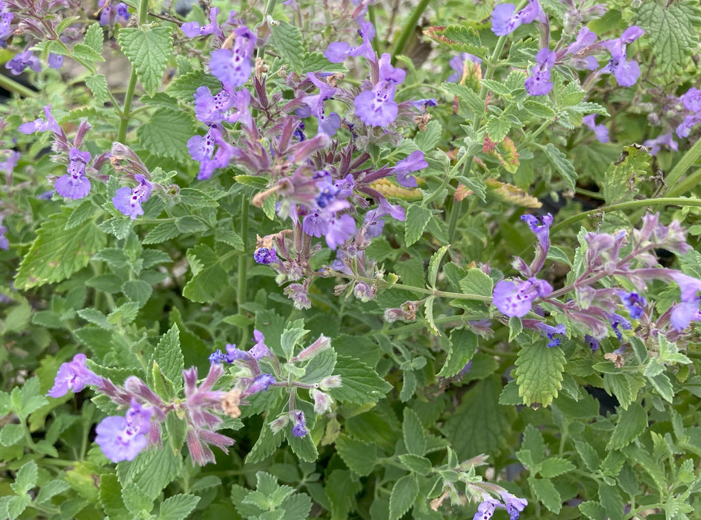 Nepeta 'Junior Walker'  For Sale | Shop Stuart's 