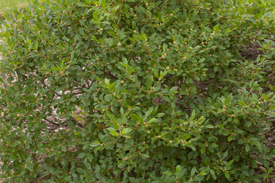 Winterberry Jim dandy, 3 gallon