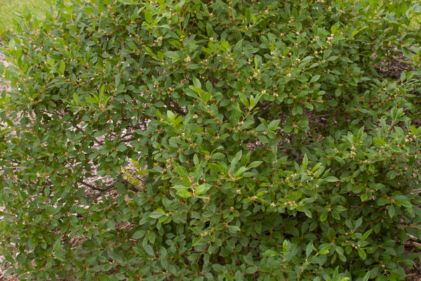 Winterberry Jim dandy, 3 gallon