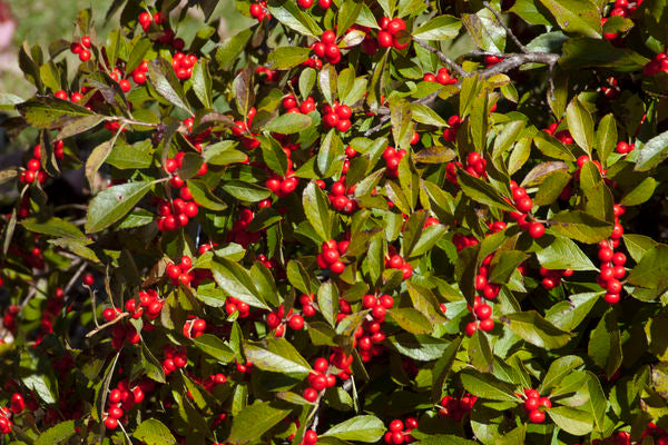 Winterberry Red Sprite | Photo courtesy  of Bailey Nursery