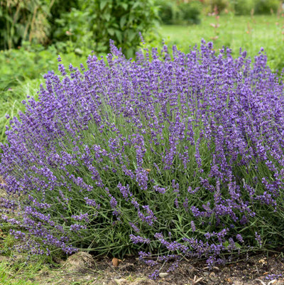 Lavandula 'Imperial Gem' Photo credit & courtesy of Walters Gardens Inc.