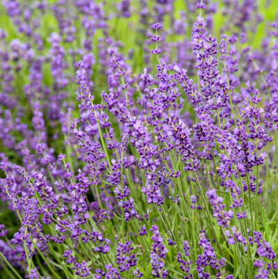 Lavandula 'Imperial Gem' Photo credit & courtesy of Walters Gardens Inc.