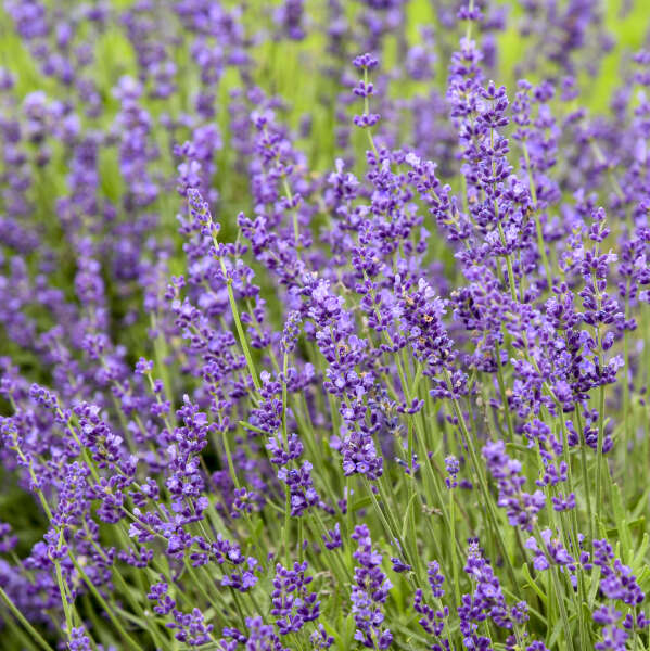 Lavandula 'Imperial Gem' Photo credit & courtesy of Walters Gardens Inc.