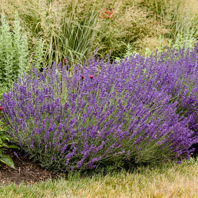 Lavandula 'Imperial Gem' Photo credit & courtesy of Walters Gardens Inc.