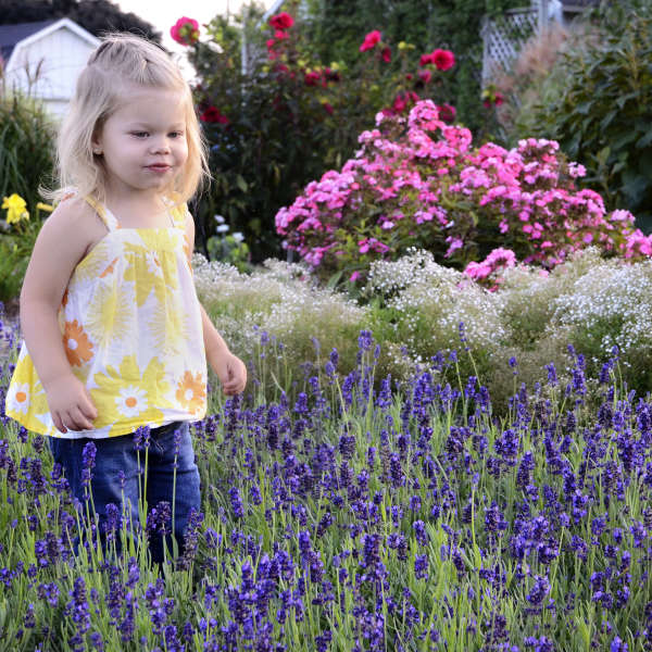 sweet romance lavender plant Lavandula 'Sweet Romance' for sale