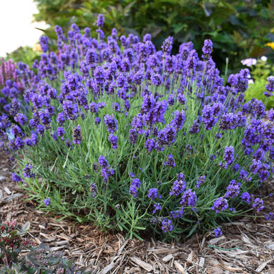 Lavandula 'Sweet Romance' | Photo credit & courtesy of Walters Gardens