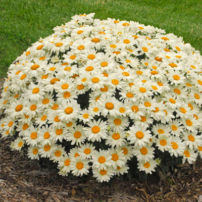 Leucanthemum-Shasta daisy 'Whoops-a-Daisy Photo credit & courtesy of Walters Gardens