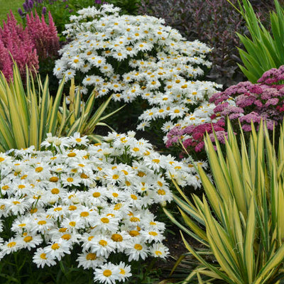 Leucanthemum-Shasta daisy 'Whoops-a-Daisy Photo credit & courtesy of Walters Gardens