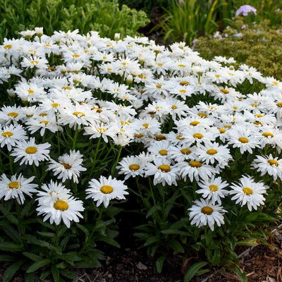 Leucanthemum-Shasta daisy 'Whoops-a-Daisy Photo credit & courtesy of Walters Gardens